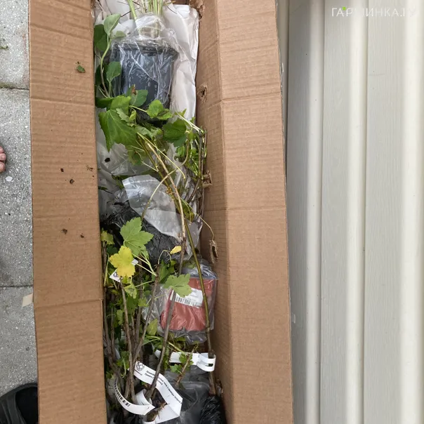 превью изображения отзыва