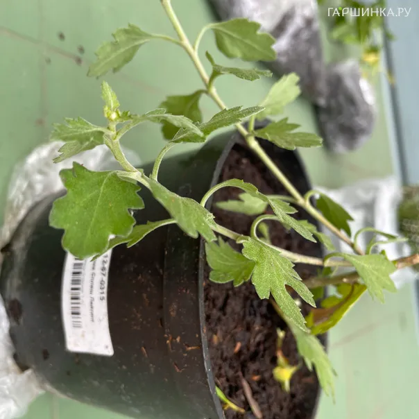 превью изображения отзыва