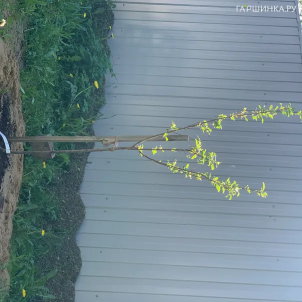 превью изображения отзыва