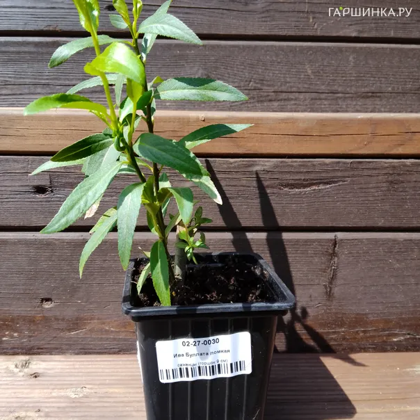 превью изображения отзыва