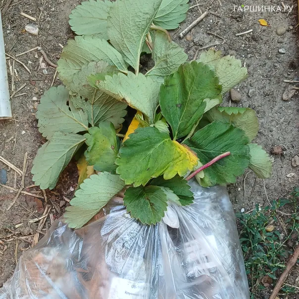 превью изображения отзыва