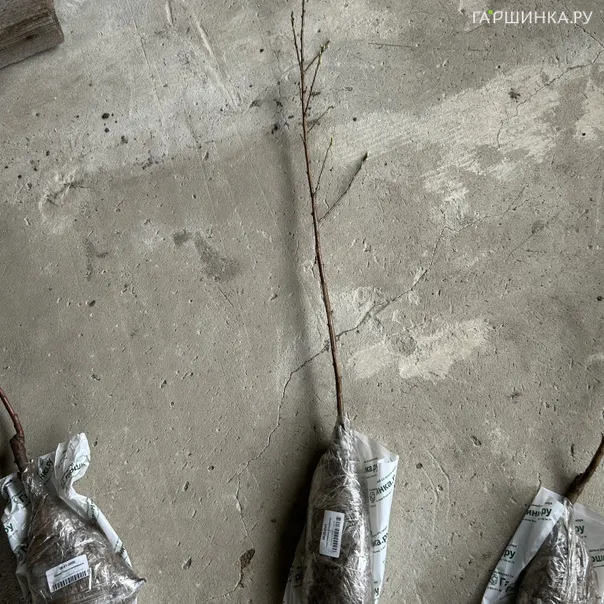 превью изображения отзыва