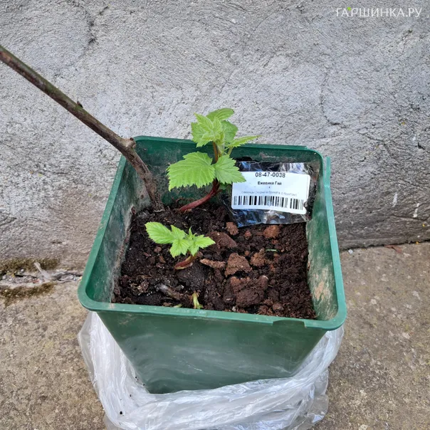 превью изображения отзыва