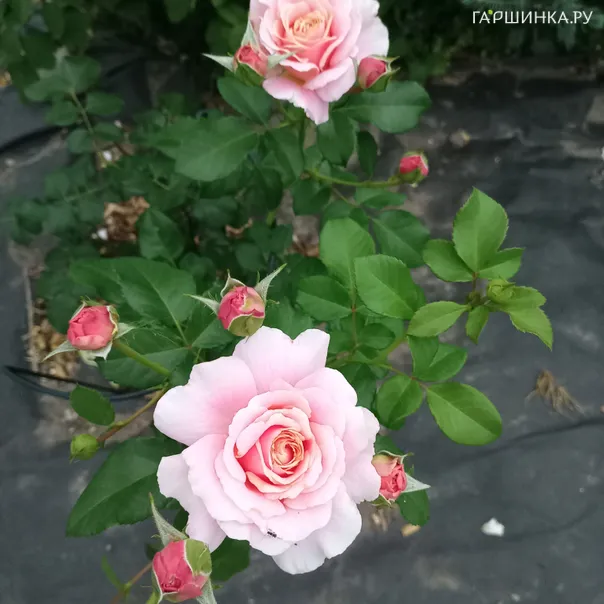 превью изображения отзыва