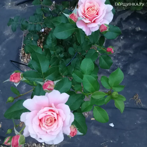 превью изображения отзыва