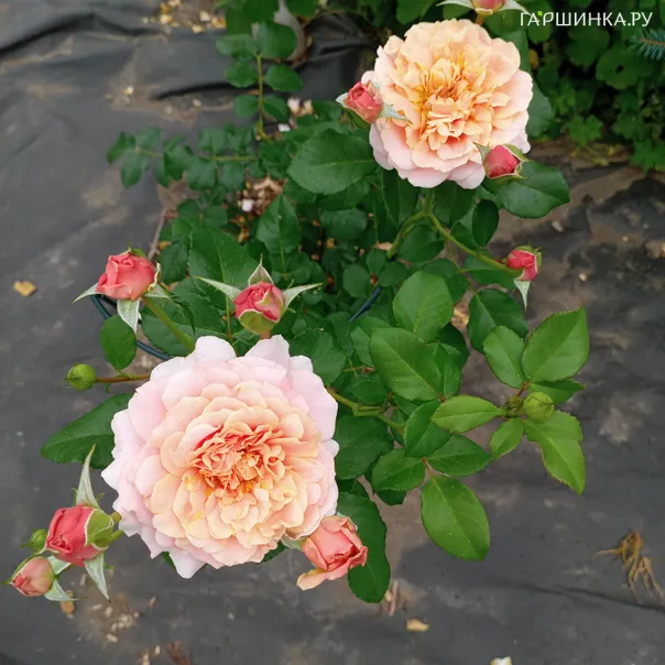 превью изображения отзыва