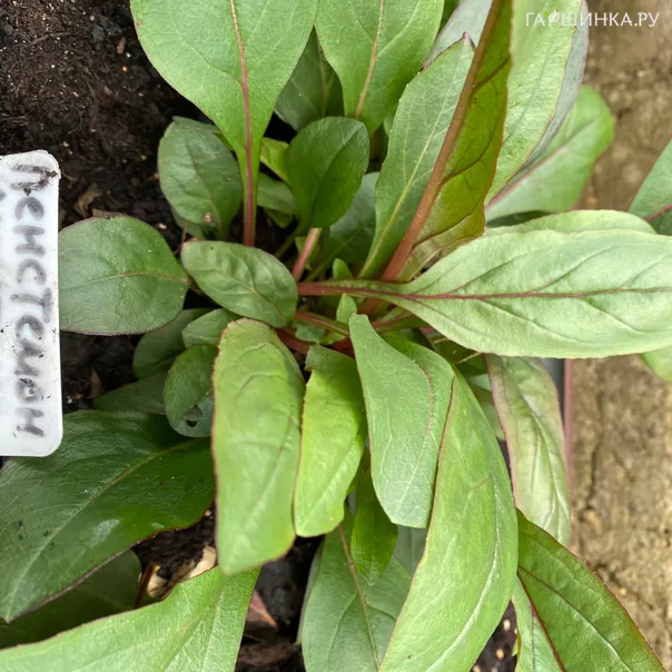 превью изображения отзыва