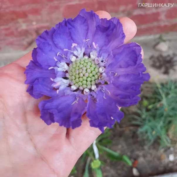 превью изображения отзыва