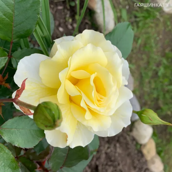 превью изображения отзыва