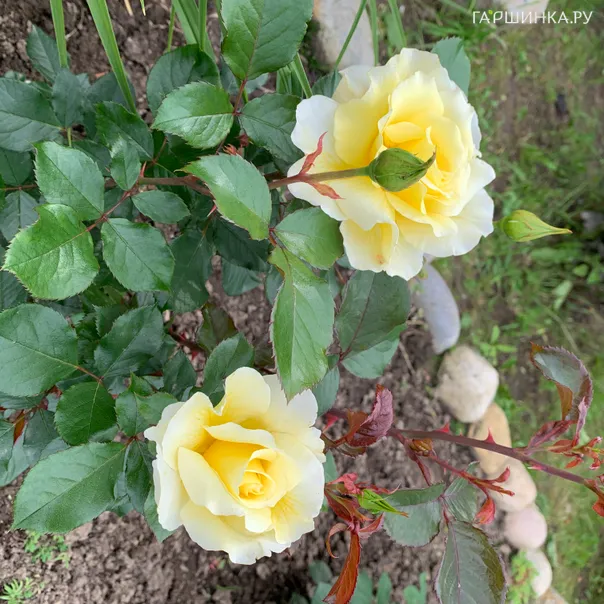 превью изображения отзыва