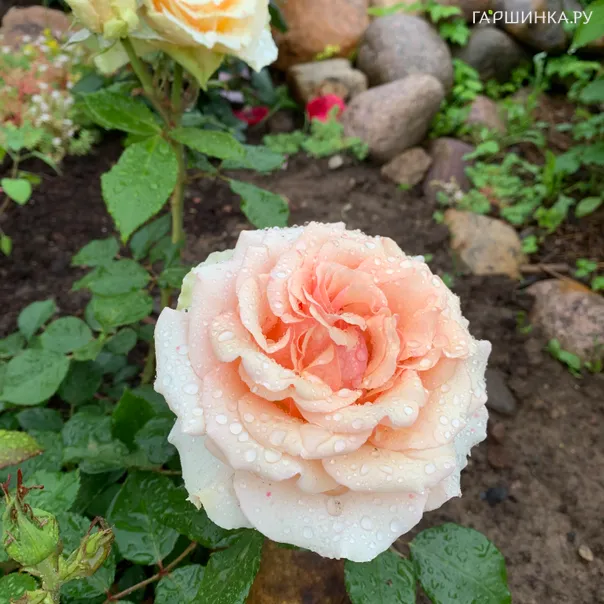 превью изображения отзыва