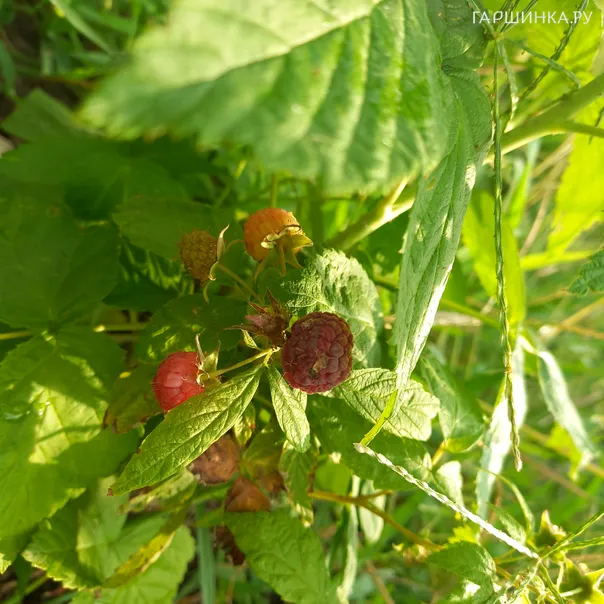 превью изображения отзыва