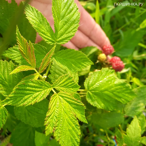 превью изображения отзыва