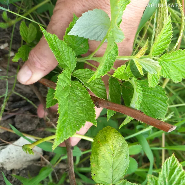 превью изображения отзыва