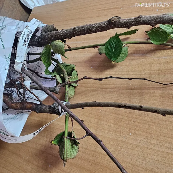 превью изображения отзыва