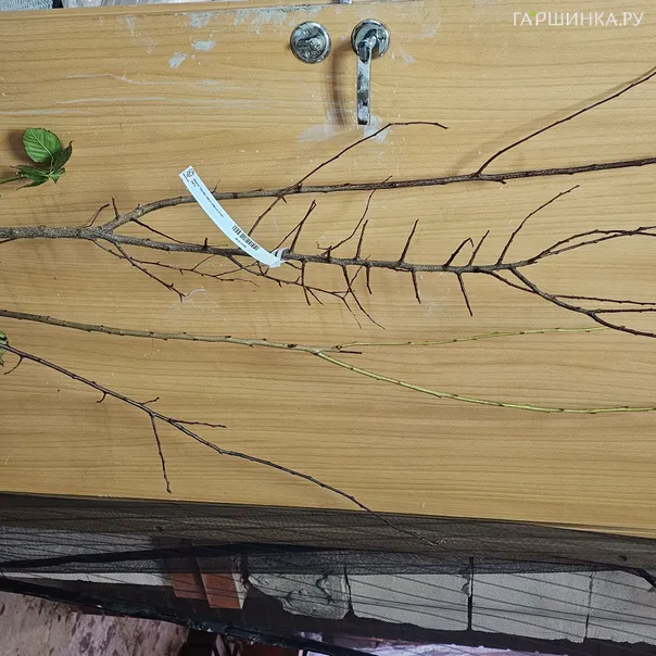 превью изображения отзыва