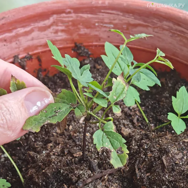 превью изображения отзыва