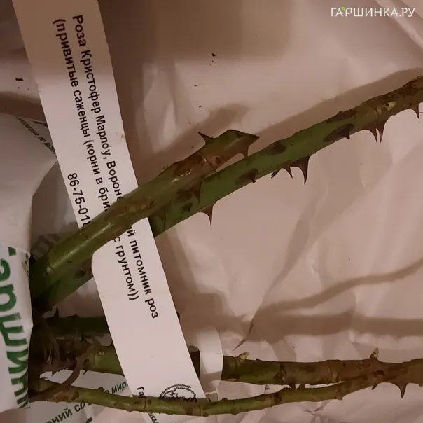 превью изображения отзыва