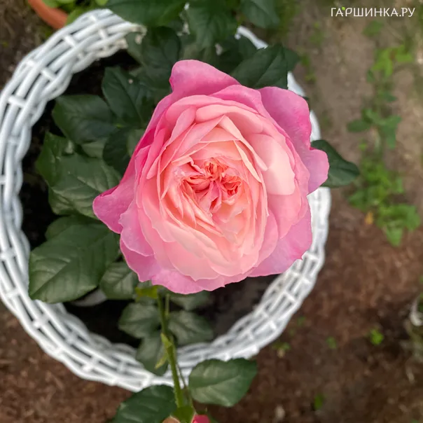 превью изображения отзыва