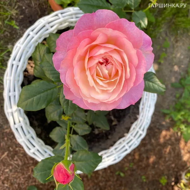 превью изображения отзыва