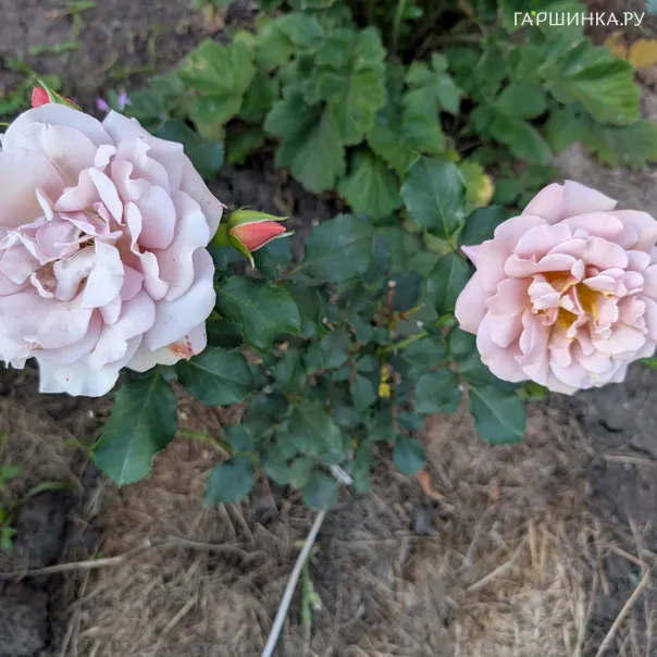 превью изображения отзыва