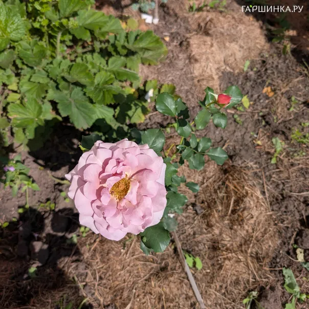 превью изображения отзыва