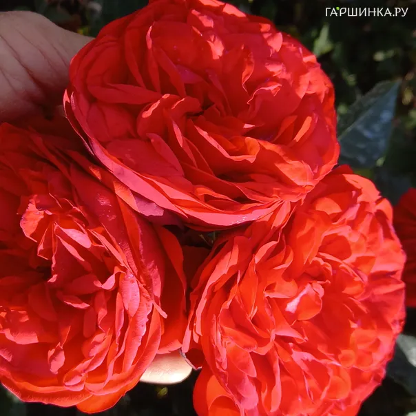 превью изображения отзыва