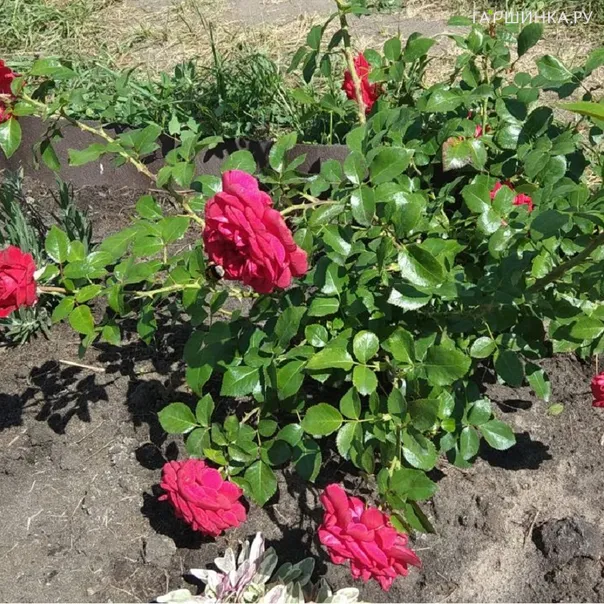 превью изображения отзыва