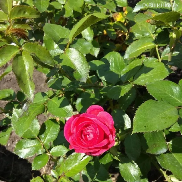 превью изображения отзыва