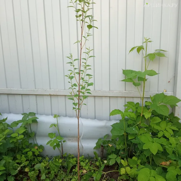 превью изображения отзыва