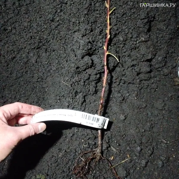 превью изображения отзыва