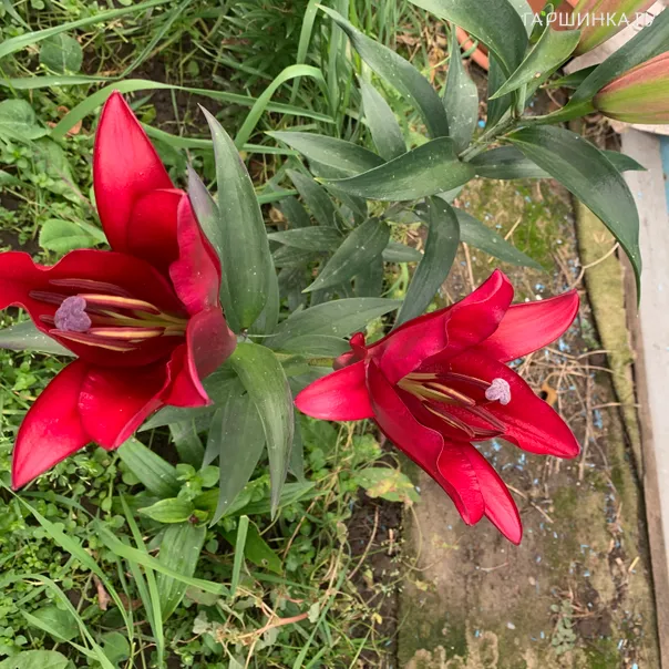 превью изображения отзыва