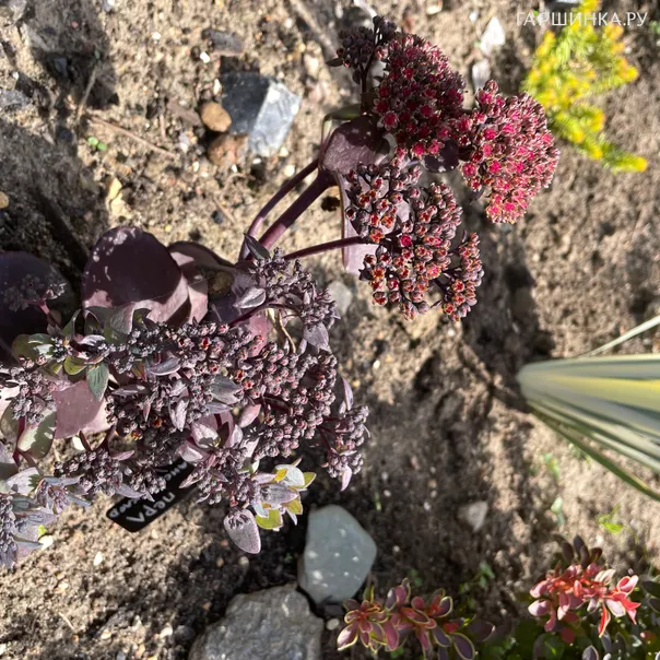 превью изображения отзыва