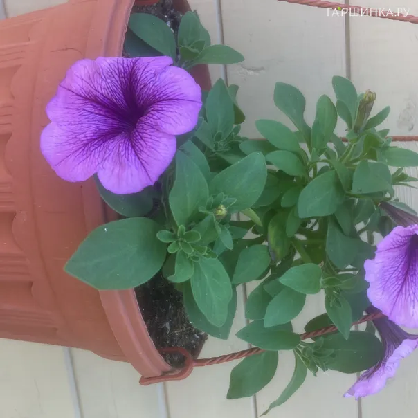 превью изображения отзыва