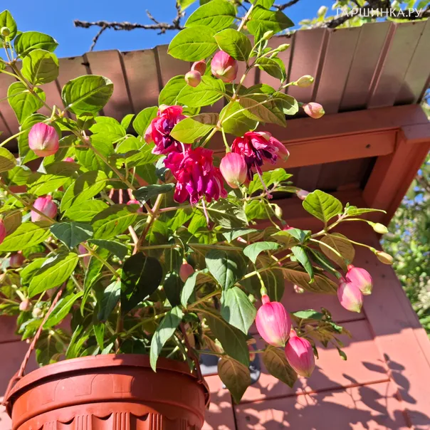 превью изображения отзыва