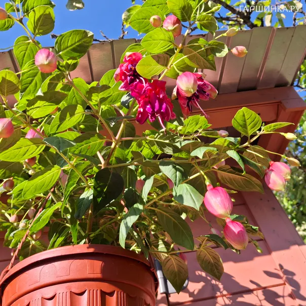 превью изображения отзыва