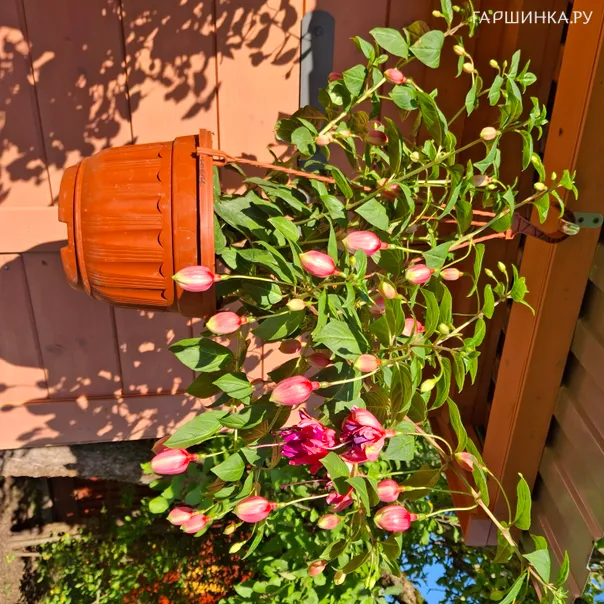 превью изображения отзыва