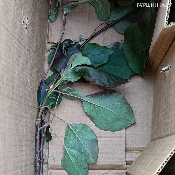 превью изображения отзыва