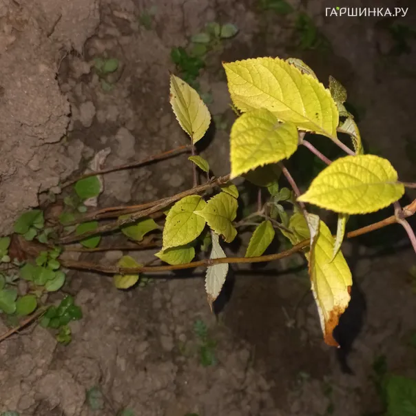 превью изображения отзыва