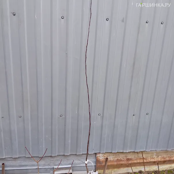 превью изображения отзыва