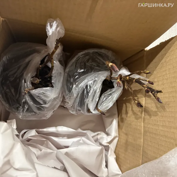 превью изображения отзыва