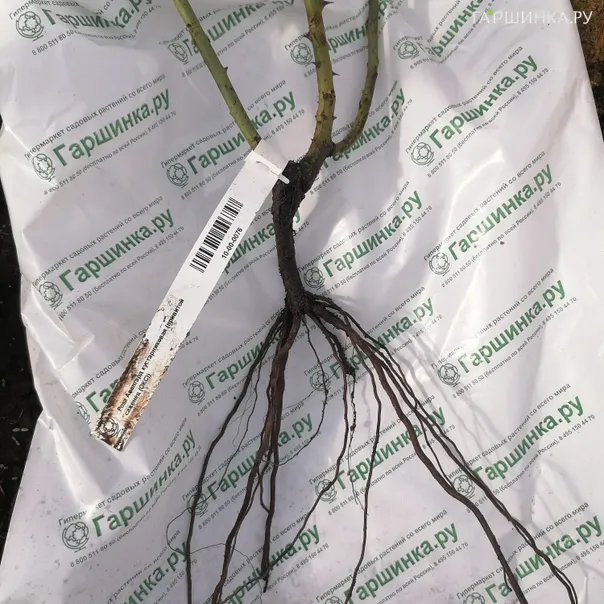 превью изображения отзыва