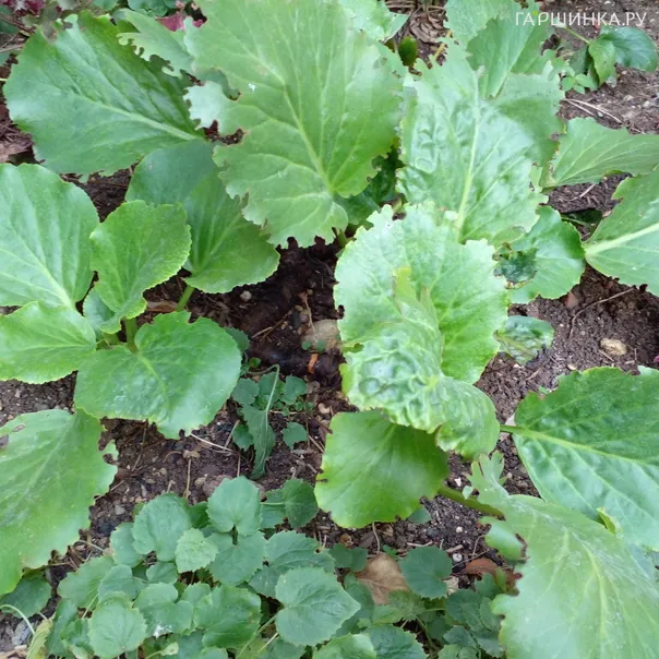 превью изображения отзыва