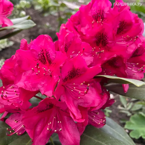 превью изображения отзыва