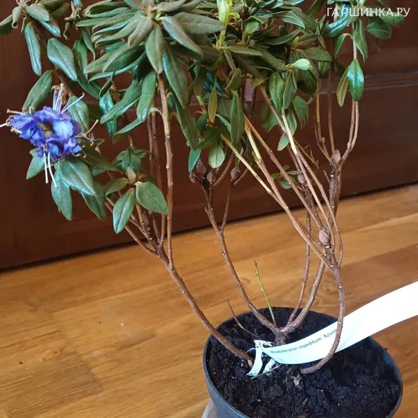 превью изображения отзыва