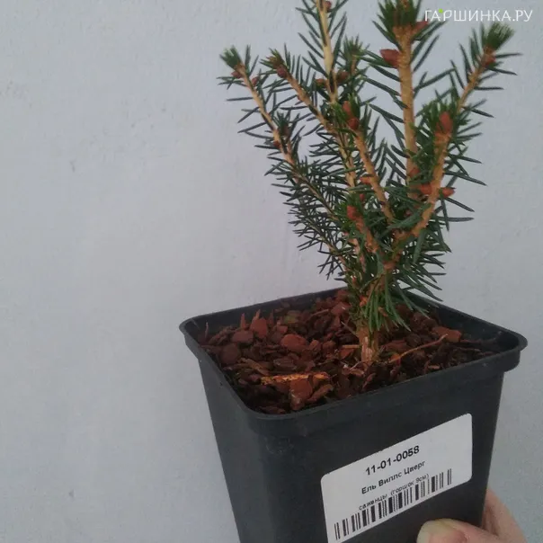 превью изображения отзыва