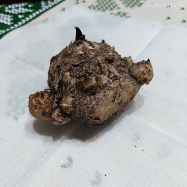 превью изображения отзыва