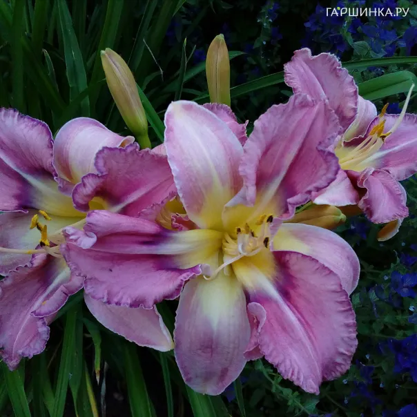 превью изображения отзыва