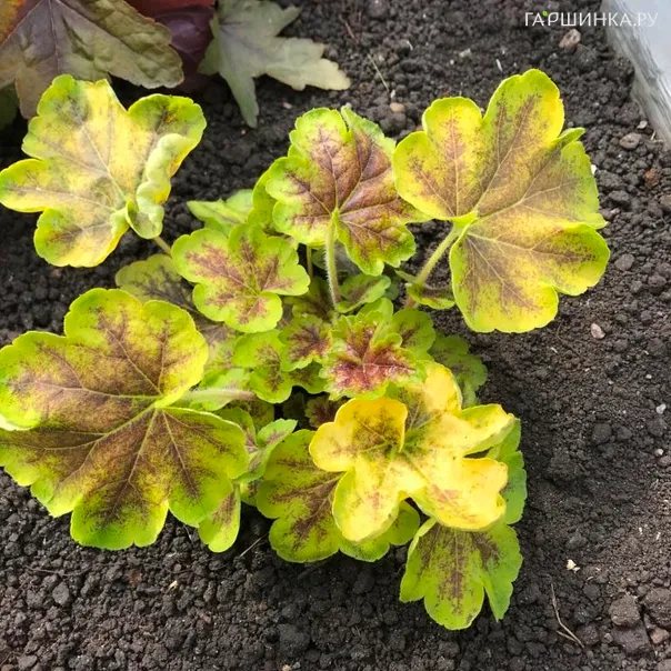 превью изображения отзыва