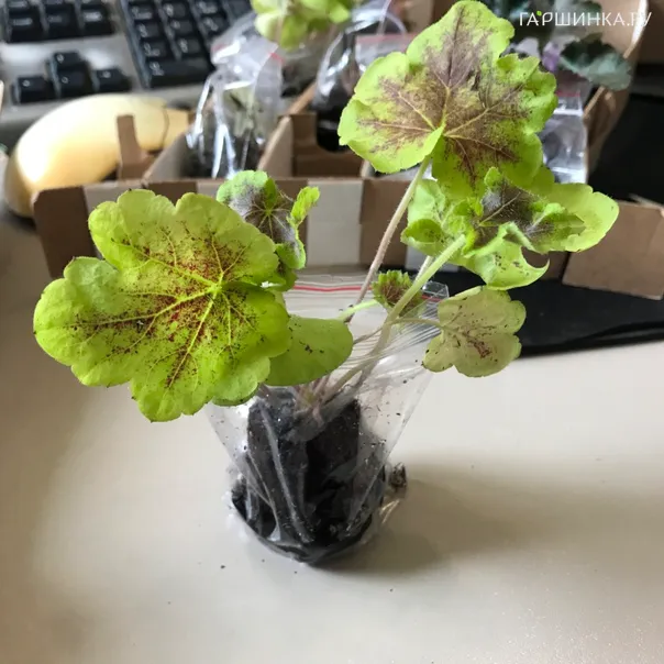 превью изображения отзыва